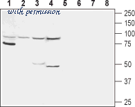 Alomone Labs AGR-024 image 3