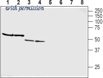 Alomone Labs AGR-025 image 1