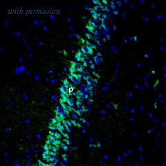 Alomone Labs AGR-025 image 2
