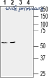Alomone Labs AGR-025 image 3