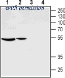 Alomone Labs AGR-030 image 1