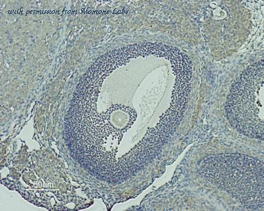 Alomone Labs AGR-030 image 3