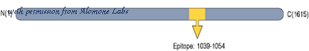 Alomone Labs AGR-032 image 2