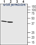 Alomone Labs AGR-042 image 1