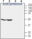 Alomone Labs AGR-045 image 1