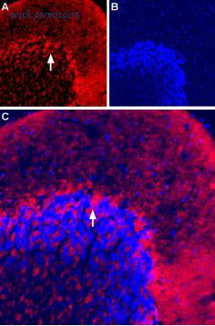 Alomone Labs AGT-005-AR image 1
