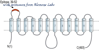 Alomone Labs AGT-005-AR image 2
