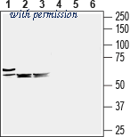 Alomone Labs AGT-008 image 1