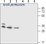 Alomone Labs AHC-001 image 1