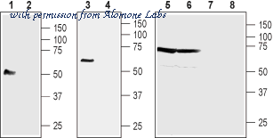 Alomone Labs AHC-001 image 2