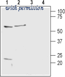 Alomone Labs AHR-002 image 1