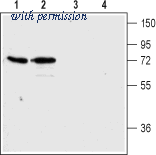 Alomone Labs AHR-003 image 1