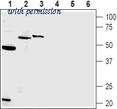 Alomone Labs AIP-011 image 1