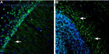Alomone Labs AIP-011 image 2
