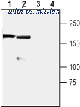 Alomone Labs AIP-014 image 1