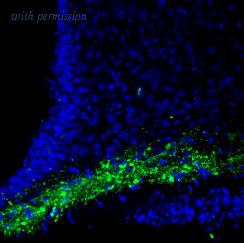 Alomone Labs AIP-018 image 2