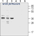 Alomone Labs ALR-003 image 1