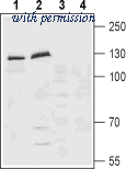 Alomone Labs ALR-021 image 1