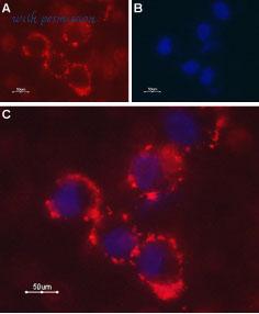 Alomone Labs ALR-021 image 3