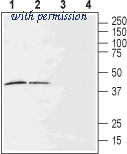Alomone Labs ALR-036 image 1