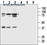 Alomone Labs AMR-020 image 1