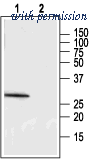 Alomone Labs AMR-022 image 1