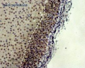 Alomone Labs AMR-022 image 2