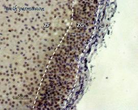 Alomone Labs AMR-022 image 3