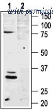 Alomone Labs AMR-024 image 1