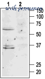 Alomone Labs AMR-024 image 3