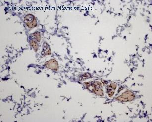 Alomone Labs AMR-025 image 2