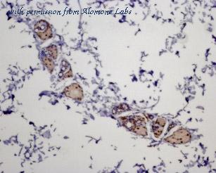 Alomone Labs AMR-025 image 3