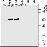 Alomone Labs AMR-061 image 1