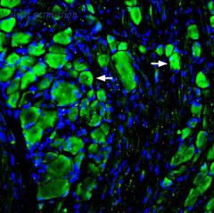 Alomone Labs AMR-061 image 2