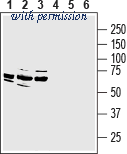 Alomone Labs AMR-062 image 1