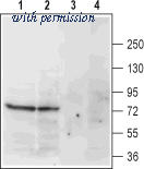 Alomone Labs AMT-002 image 1