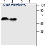 Alomone Labs AMT-004 image 1