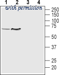 Alomone Labs AMT-007 image 1