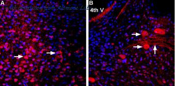 Alomone Labs AMT-012 image 2