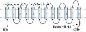 Alomone Labs AMT-012 image 3