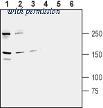 Alomone Labs AMT-021 image 1