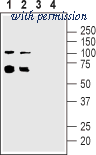 Alomone Labs ANC-005 image 1