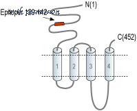 Alomone Labs ANC-005 image 2