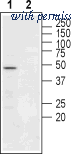 Alomone Labs ANC-013 image 1