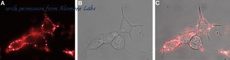 Alomone Labs ANC-013 image 2