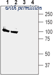 Alomone Labs ANP-002 image 1