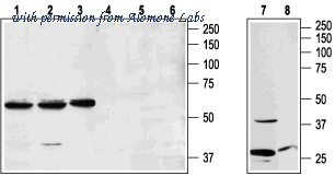 Alomone Labs ANR-021 image 1