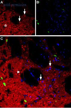 Alomone Labs ANR-021 image 2
