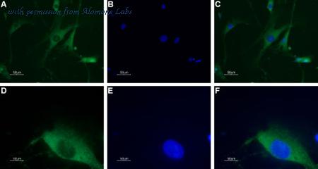Alomone Labs ANR-021 image 3