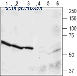 Alomone Labs ANR-024 image 1